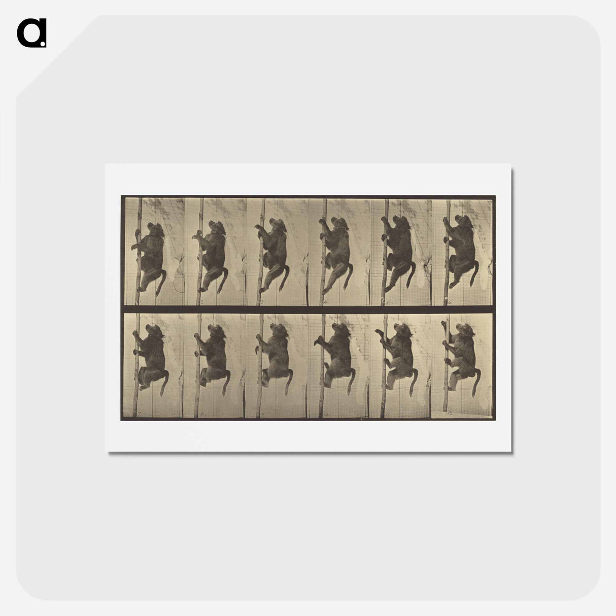 アートポストカード-Animal Locomotion
 - エドワード マイブリッジ Postcard.