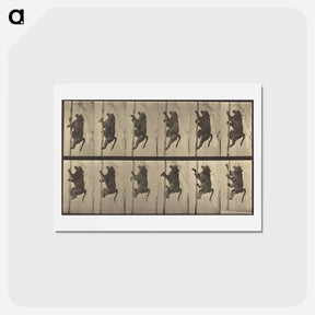 アートポストカード-Animal Locomotion
 - エドワード マイブリッジ Postcard.