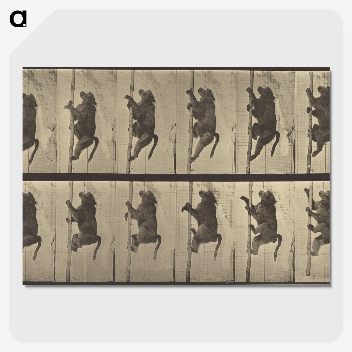 1-84_Eadweard-Muybridge_picture-crop