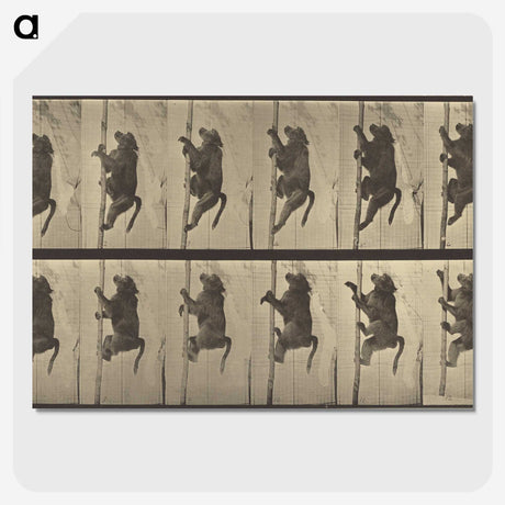 1-84_Eadweard-Muybridge_picture-crop