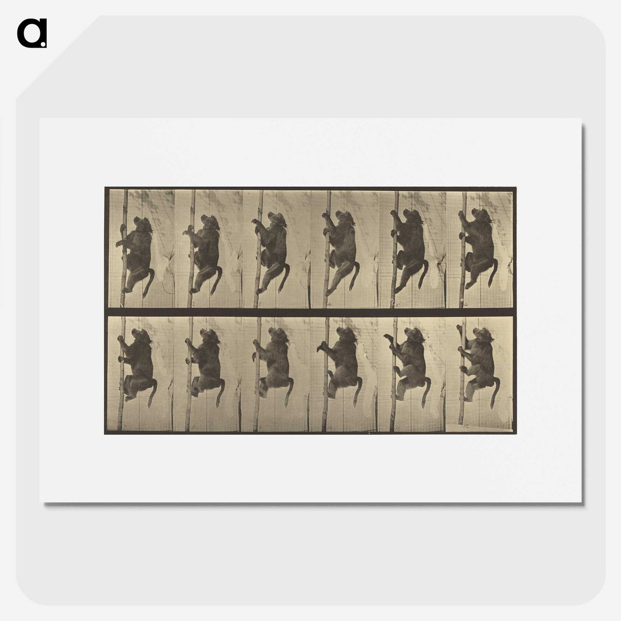 1-84_Eadweard-Muybridge_picture