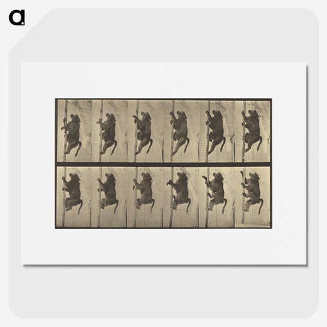 1-84_Eadweard-Muybridge_picture