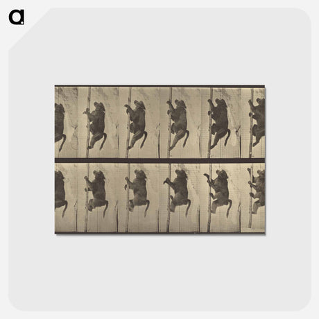 アートポストカード-Animal Locomotion
 - エドワード マイブリッジ Postcard.