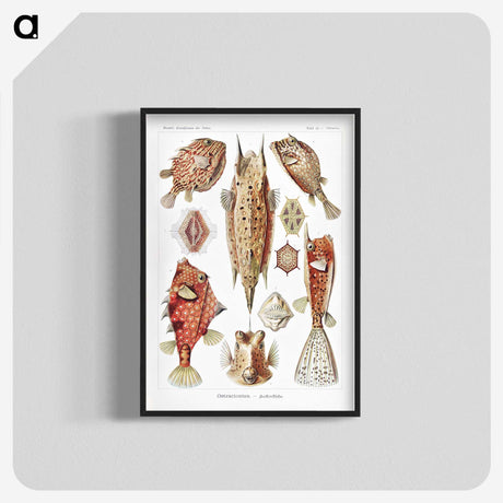 1-84_Ernst-Haeckel_blk-crop