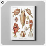 1-84_Ernst-Haeckel_canvas