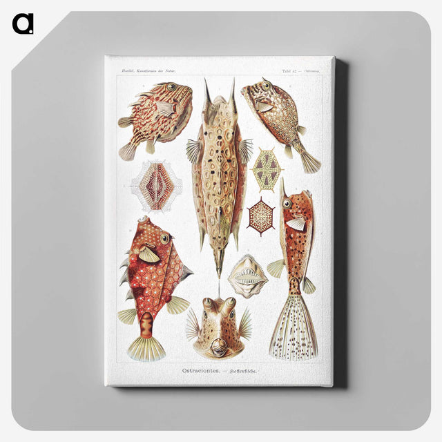 1-84_Ernst-Haeckel_canvas