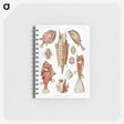 1-84_Ernst-Haeckel_memo