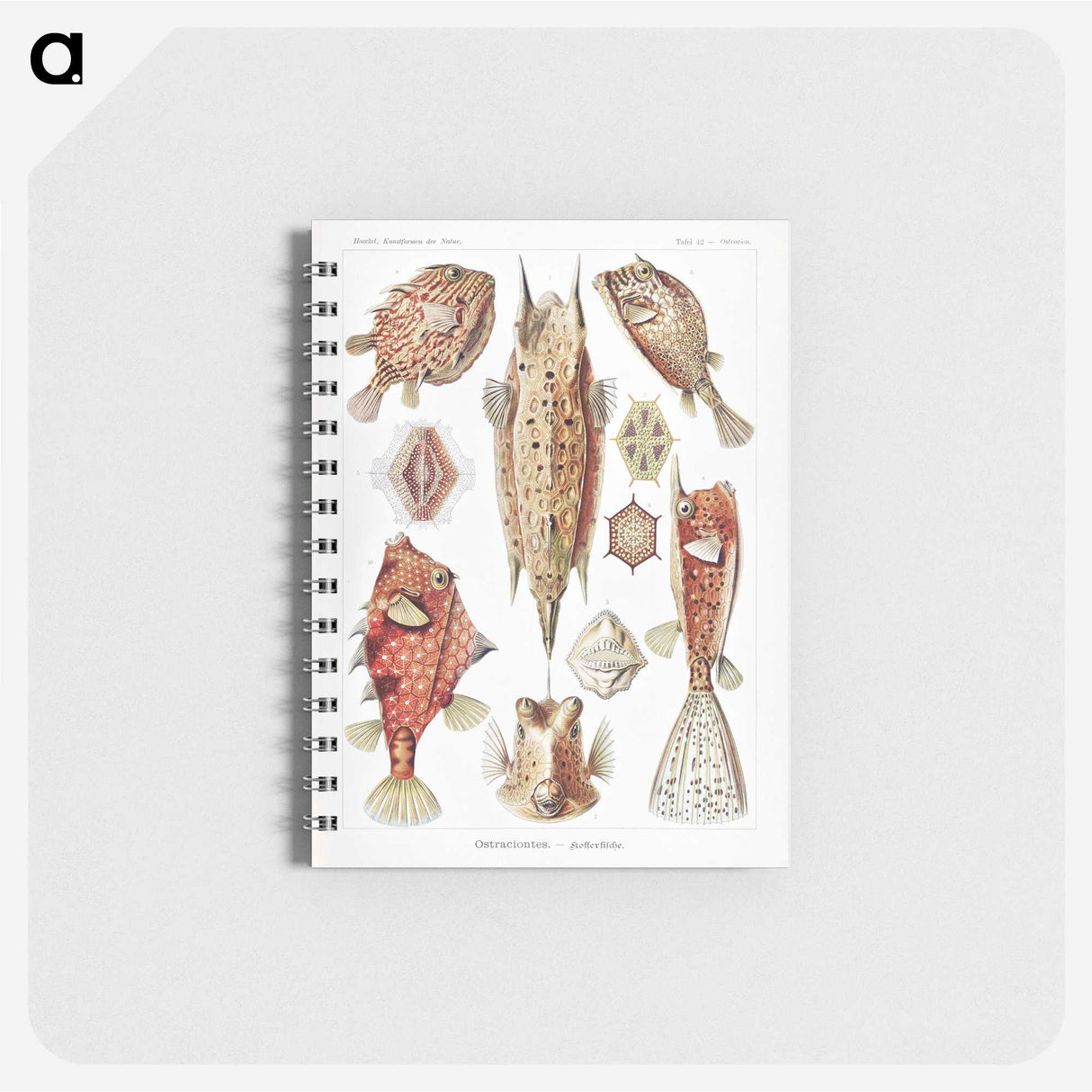 1-84_Ernst-Haeckel_memo