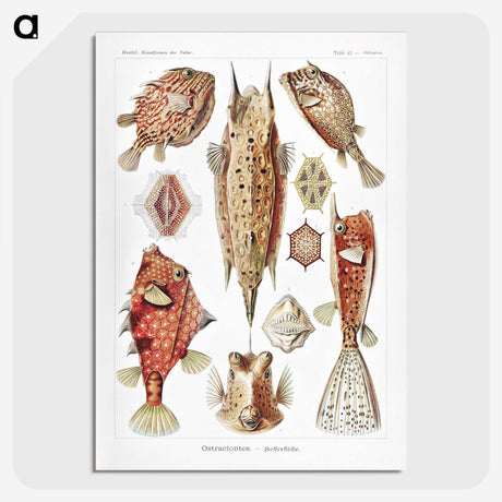 1-84_Ernst-Haeckel_picture-crop