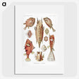 1-84_Ernst-Haeckel_picture