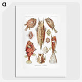 1-84_Ernst-Haeckel_picture