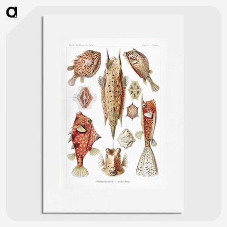 1-84_Ernst-Haeckel_picture