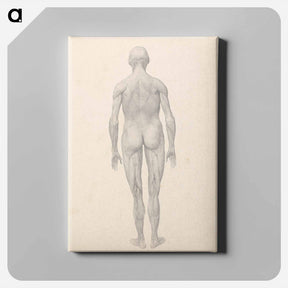 アートパネル-Human Figure, Posterior View, Partially Dissected
 - ジョージ スタッブス Canvas.