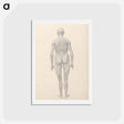 アートポストカード-Human Figure, Posterior View, Partially Dissected
 - ジョージ スタッブス Postcard.