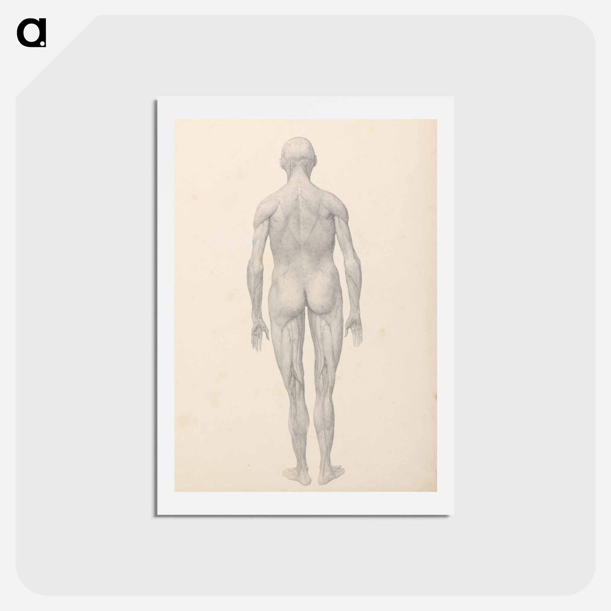 アートポストカード-Human Figure, Posterior View, Partially Dissected
 - ジョージ スタッブス Postcard.