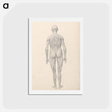 アートポストカード-Human Figure, Posterior View, Partially Dissected
 - ジョージ スタッブス Postcard.