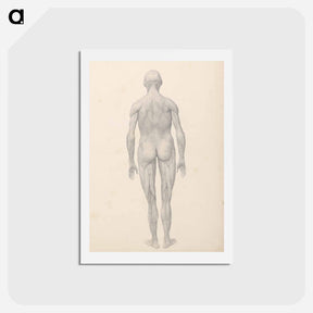 アートポストカード-Human Figure, Posterior View, Partially Dissected
 - ジョージ スタッブス Postcard.