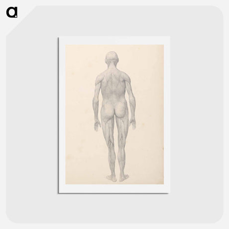 アートポストカード-Human Figure, Posterior View, Partially Dissected
 - ジョージ スタッブス Postcard.