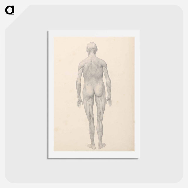アートポストカード-Human Figure, Posterior View, Partially Dissected
 - ジョージ スタッブス Postcard.
