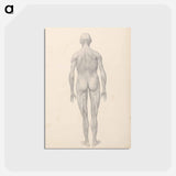アートポストカード-Human Figure, Posterior View, Partially Dissected
 - ジョージ スタッブス Postcard.