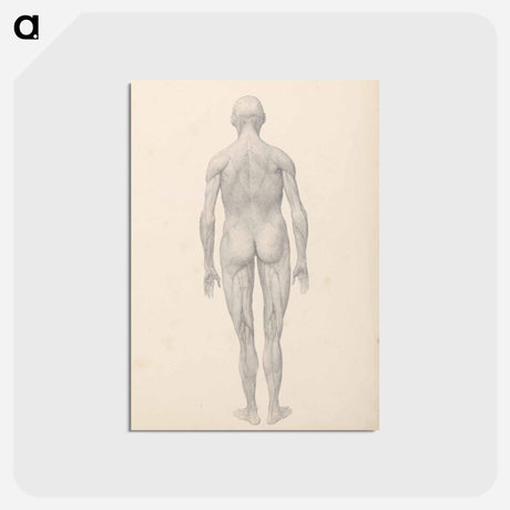 アートポストカード-Human Figure, Posterior View, Partially Dissected
 - ジョージ スタッブス Postcard.