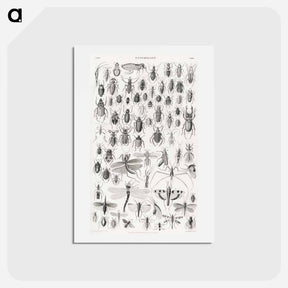 アートポストカード-Entomology
 - ゴールドスミスの生き生きとした自然 Postcard.