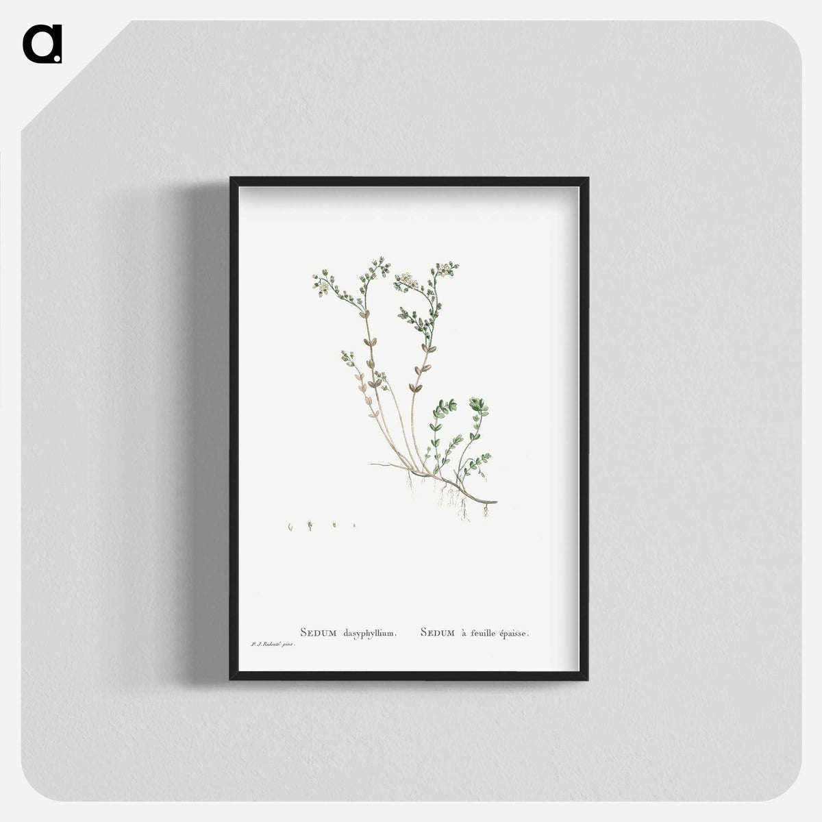 1-84_Histoire-des-Plantes-Grasses_blk-crop