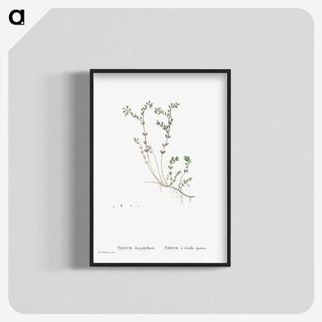 1-84_Histoire-des-Plantes-Grasses_blk-crop