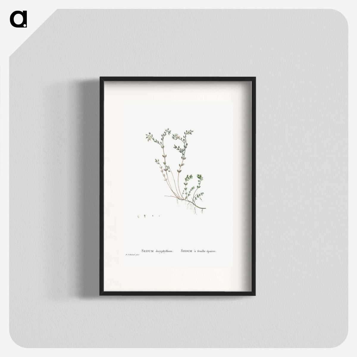 1-84_Histoire-des-Plantes-Grasses_blk