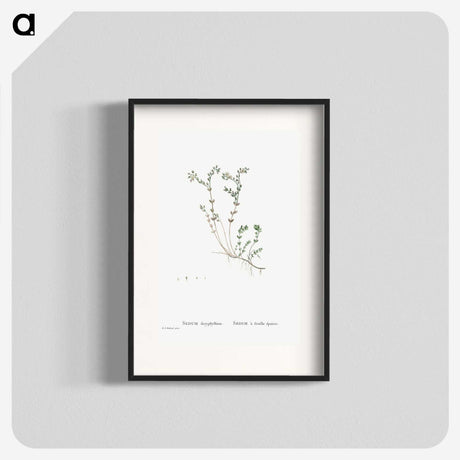 1-84_Histoire-des-Plantes-Grasses_blk
