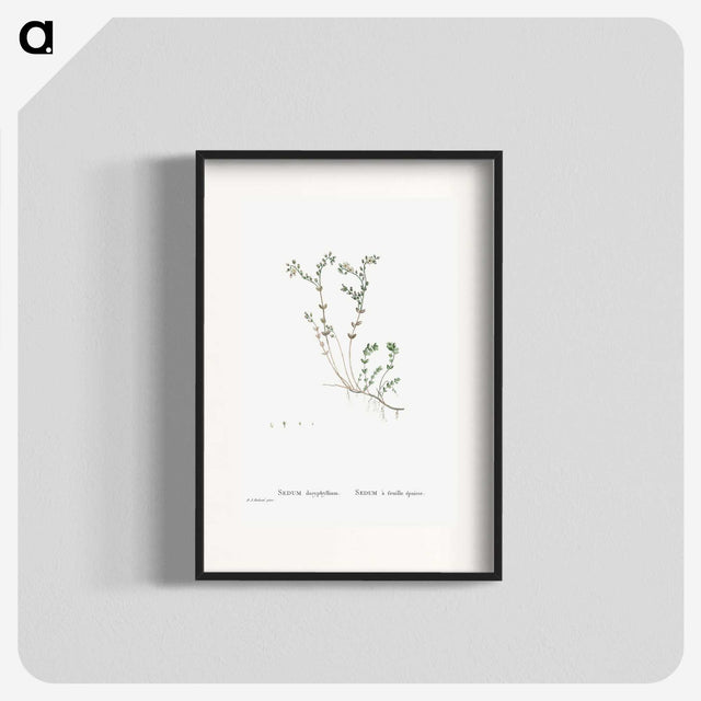 1-84_Histoire-des-Plantes-Grasses_blk