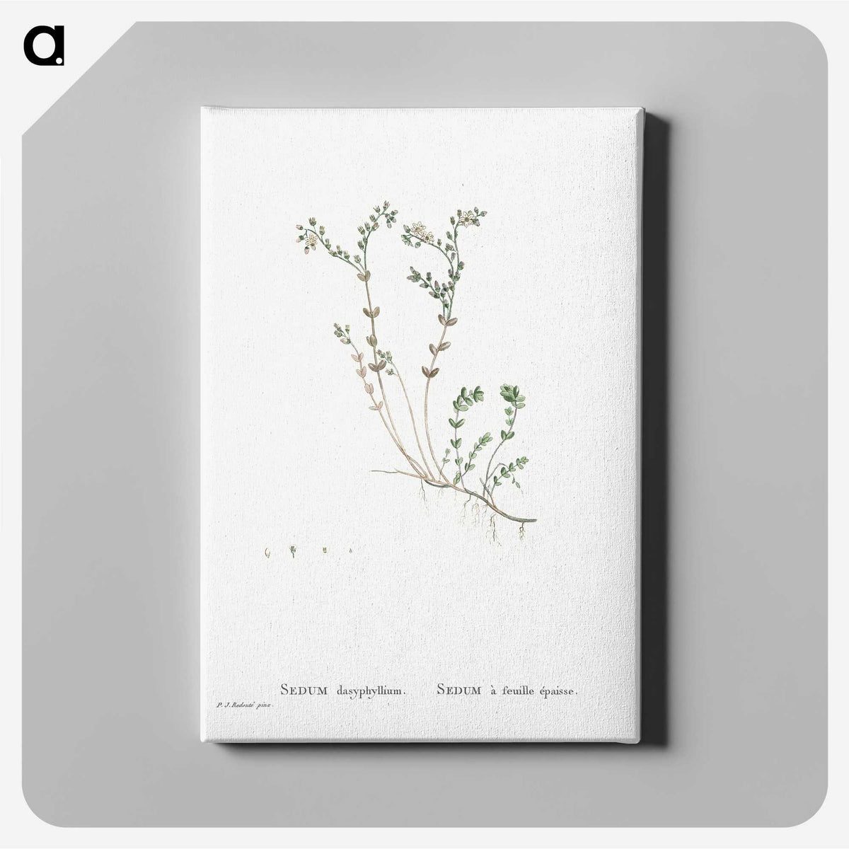 1-84_Histoire-des-Plantes-Grasses_canvas