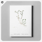 1-84_Histoire-des-Plantes-Grasses_canvas
