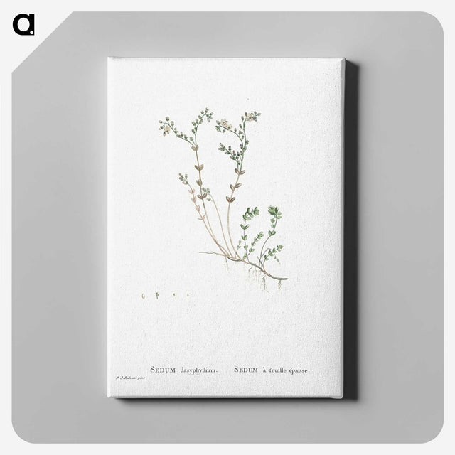 1-84_Histoire-des-Plantes-Grasses_canvas