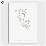1-84_Histoire-des-Plantes-Grasses_picture-crop