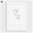 1-84_Histoire-des-Plantes-Grasses_picture