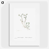 1-84_Histoire-des-Plantes-Grasses_picture