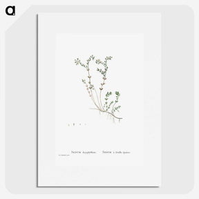 1-84_Histoire-des-Plantes-Grasses_picture