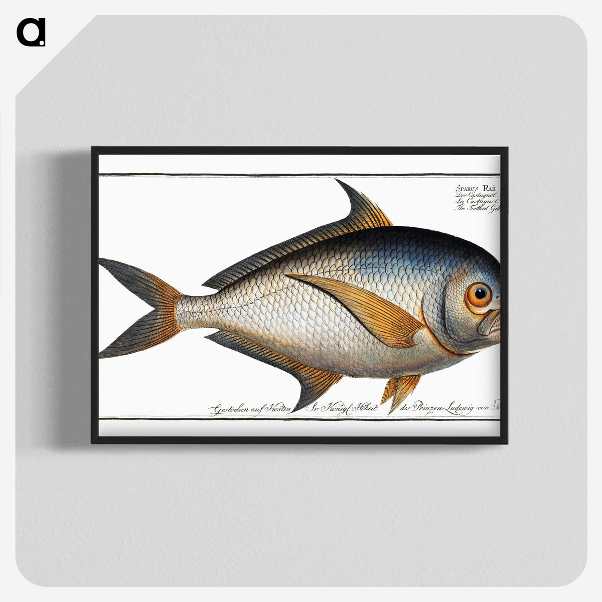 1-84_Ichtyologie-ou-Histoire-naturelle_blk-crop