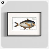1-84_Ichtyologie-ou-Histoire-naturelle_blk