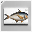 1-84_Ichtyologie-ou-Histoire-naturelle_canvas
