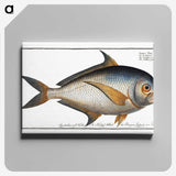 1-84_Ichtyologie-ou-Histoire-naturelle_canvas