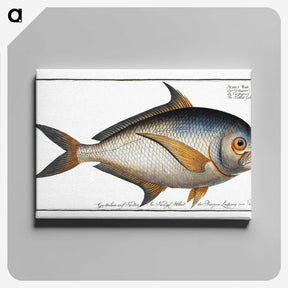1-84_Ichtyologie-ou-Histoire-naturelle_canvas