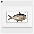 1-84_Ichtyologie-ou-Histoire-naturelle_picture