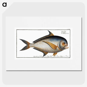 1-84_Ichtyologie-ou-Histoire-naturelle_picture
