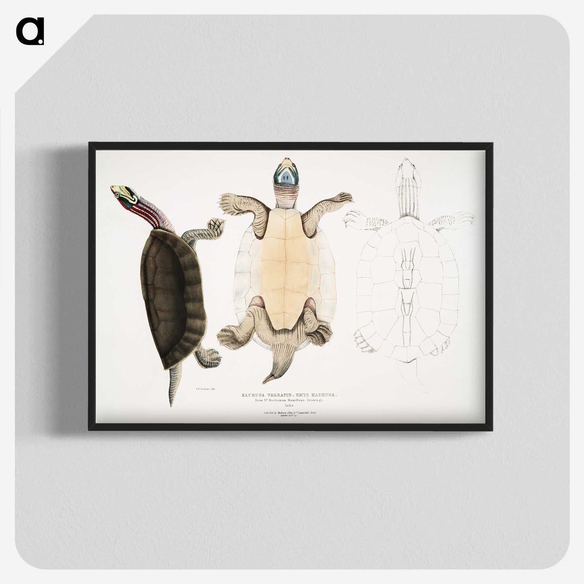 1-84_Indian-Zoology_blk-crop