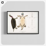 1-84_Indian-Zoology_blk-crop