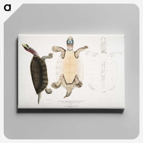 1-84_Indian-Zoology_canvas