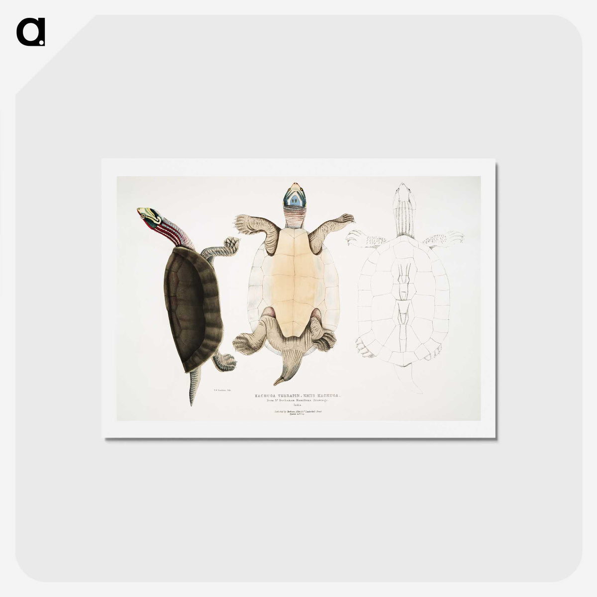 1-84_Indian-Zoology_hagaki