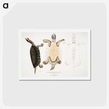 1-84_Indian-Zoology_hagaki